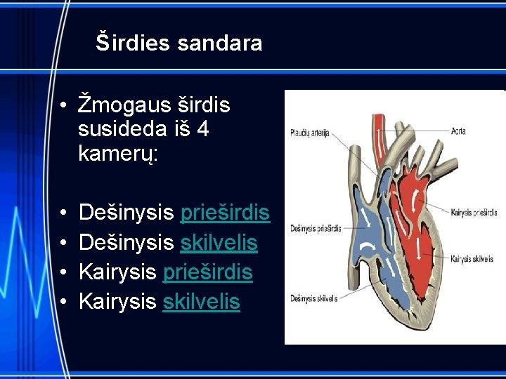 Širdies sandara • Žmogaus širdis susideda iš 4 kamerų: • • Dešinysis prieširdis Dešinysis