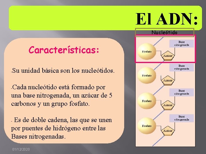 El ADN: Nucleótido Características: Su unidad básica son los nucleótidos. - Cada nucleótido está