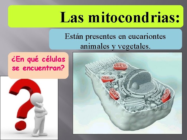 Las mitocondrias: Están presentes en eucariontes animales y vegetales. ¿En qué células se encuentran?