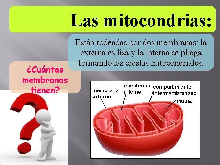 Las mitocondrias: ¿Cuántas membranas tienen? 01/12/2020 Están rodeadas por dos membranas: la externa es