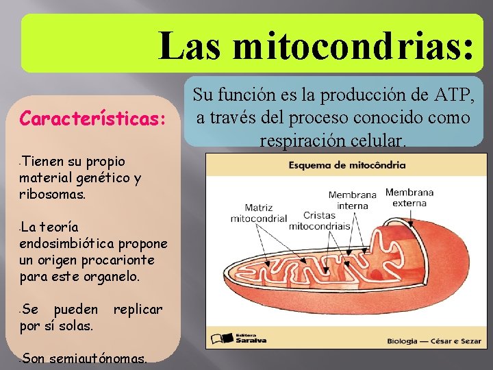 Las mitocondrias: Características: Tienen su propio material genético y ribosomas. - La teoría endosimbiótica