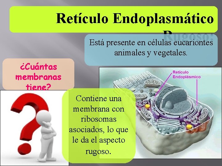 Retículo Endoplasmático Rugoso: Está presente en células eucariontes animales y vegetales. ¿Cuántas membranas tiene?