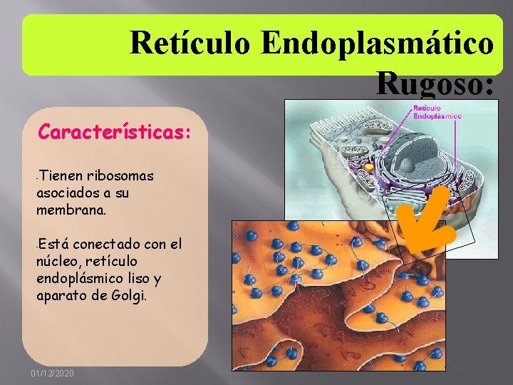 Retículo Endoplasmático Rugoso: Características: Tienen ribosomas asociados a su membrana. - Está conectado con