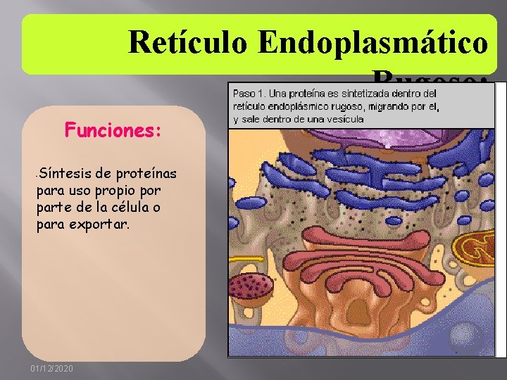Retículo Endoplasmático Rugoso: Funciones: Síntesis de proteínas para uso propio por parte de la