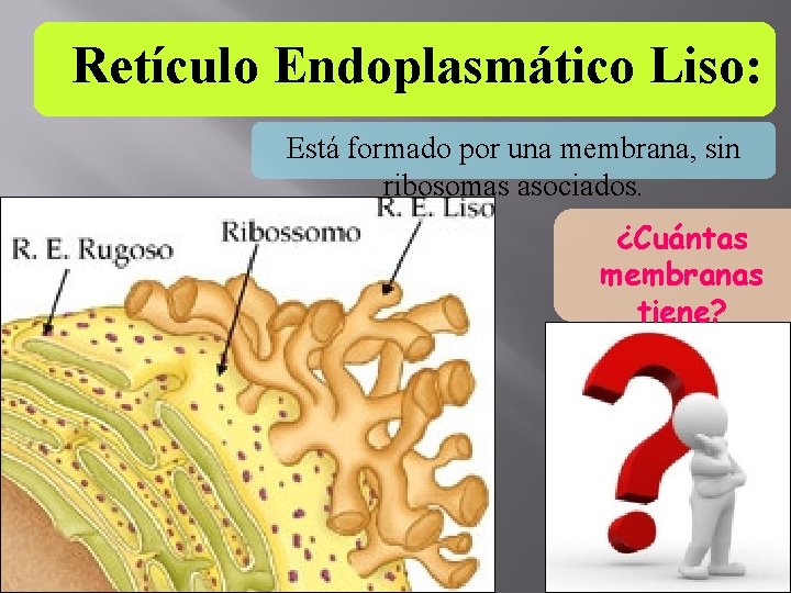 Retículo Endoplasmático Liso: Está formado por una membrana, sin ribosomas asociados. ¿Cuántas membranas tiene?