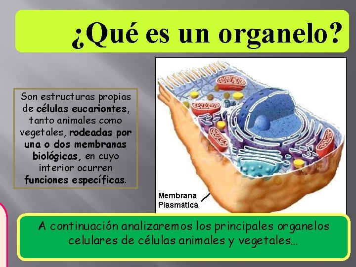 ¿Qué es un organelo? Son estructuras propias de células eucariontes, tanto animales como vegetales,