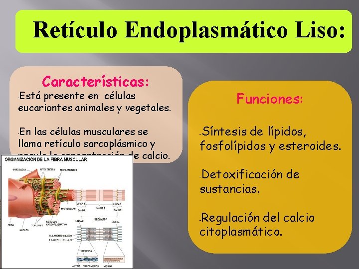 Retículo Endoplasmático Liso: Características: Está presente en células eucariontes animales y vegetales. Funciones: -