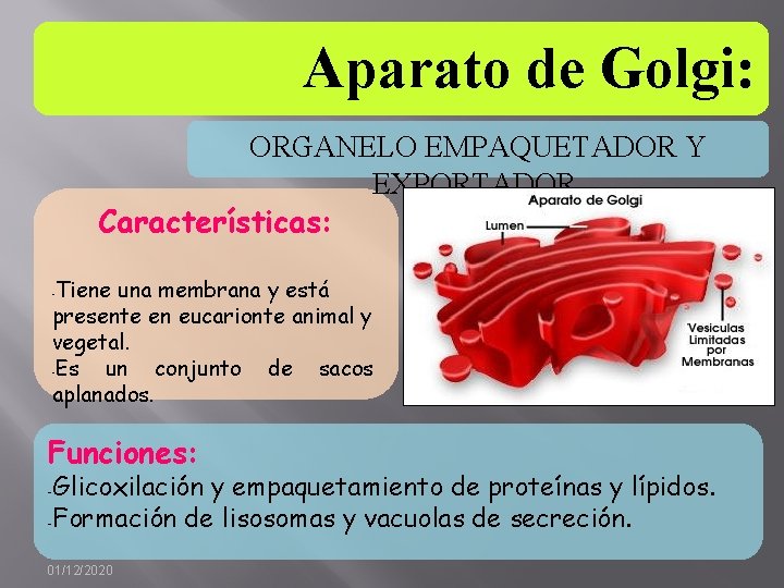 Aparato de Golgi: ORGANELO EMPAQUETADOR Y EXPORTADOR. Características: Tiene una membrana y está presente