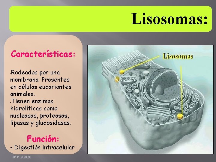 Lisosomas: Características: Rodeados por una membrana. Presentes en células eucariontes animales. -Tienen enzimas hidrolíticas