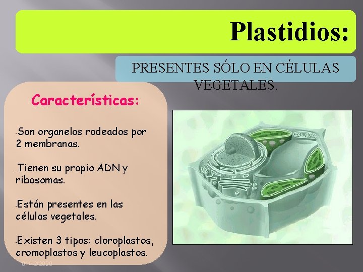Plastidios: PRESENTES SÓLO EN CÉLULAS VEGETALES. Características: Son organelos rodeados por 2 membranas. -