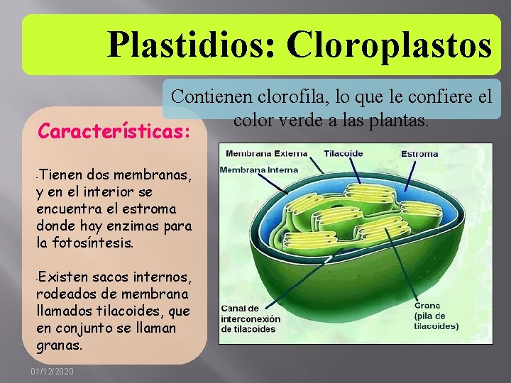 Plastidios: Cloroplastos Contienen clorofila, lo que le confiere el color verde a las plantas.