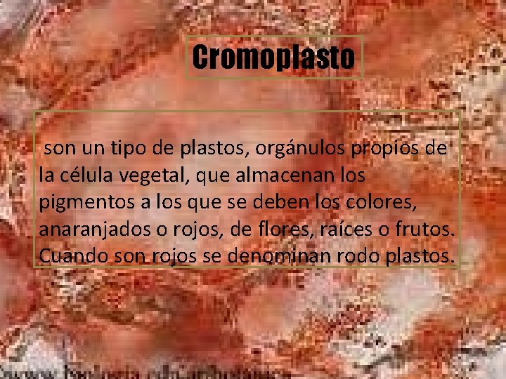 Cromoplasto son un tipo de plastos, orgánulos propios de la célula vegetal, que almacenan