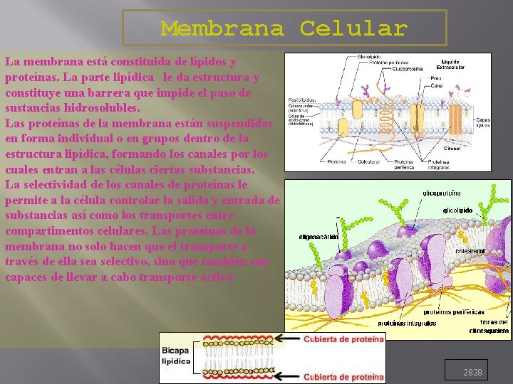 Membrana Celular La membrana está constituida de lípidos y proteínas. La parte lipídica le