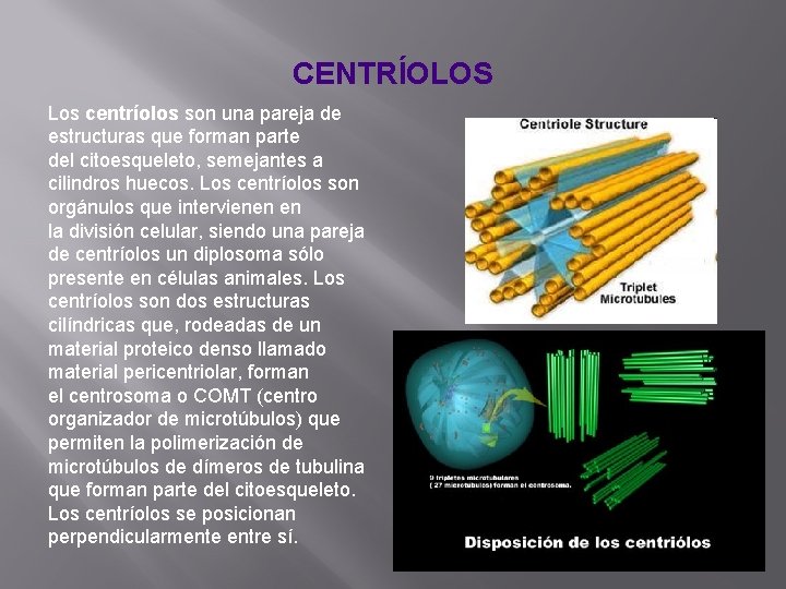 CENTRÍOLOS Los centríolos son una pareja de estructuras que forman parte del citoesqueleto, semejantes