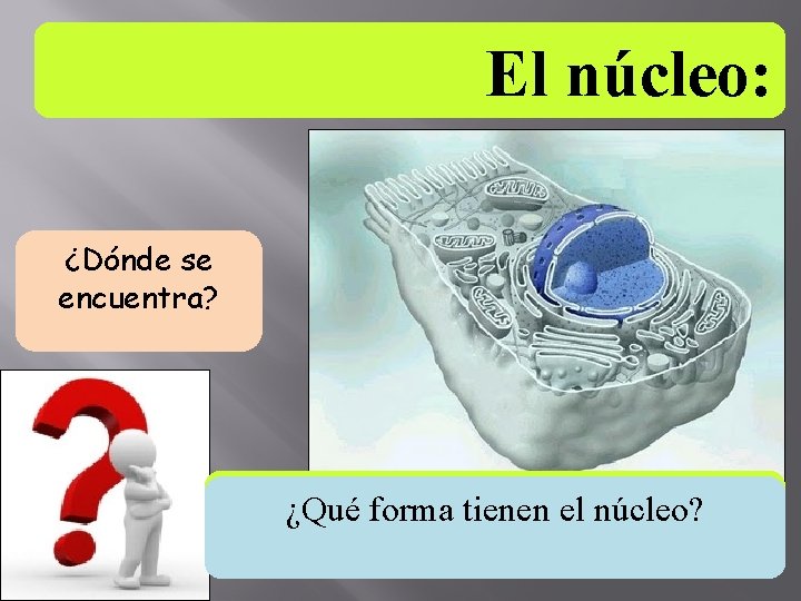 El núcleo: ¿Dónde se encuentra? En las células eucariontes ¿Qué forma tienen el núcleo?