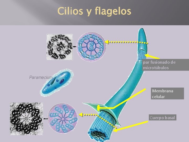 par fusionado de microtúbulos Paramecium Membrana celular Cuerpo basal 