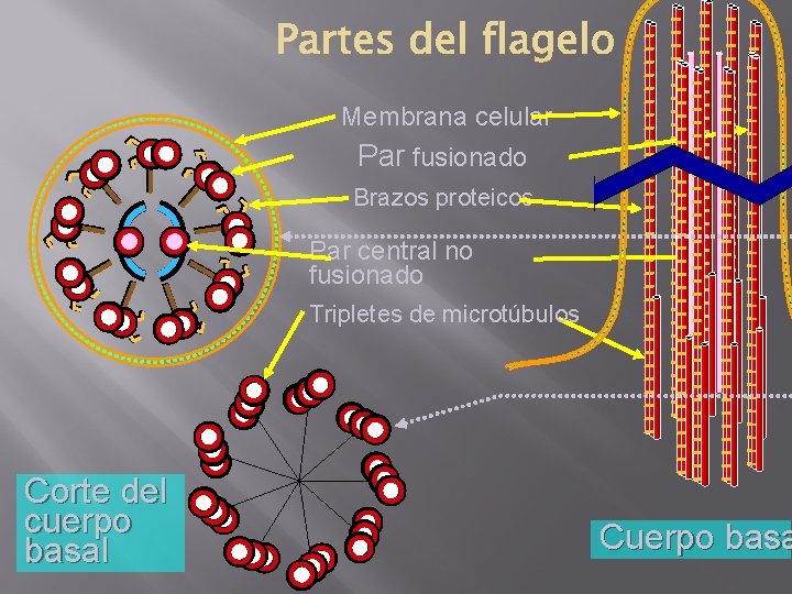 Membrana celular Par fusionado Brazos proteicos Par central no fusionado Tripletes de microtúbulos Corte