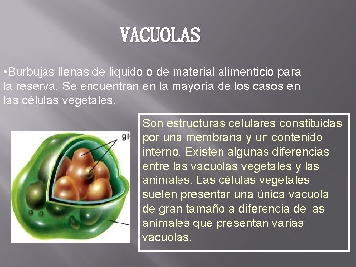 VACUOLAS • Burbujas llenas de liquido o de material alimenticio para la reserva. Se