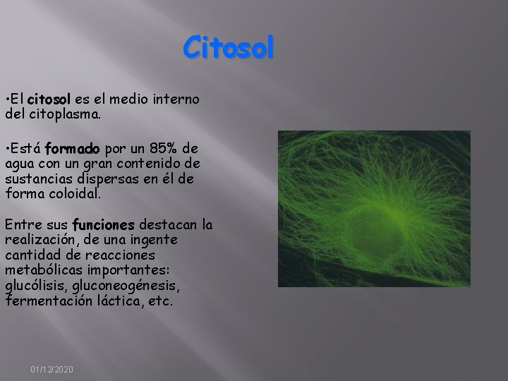 Citosol • El citosol es el medio interno del citoplasma. • Está formado por