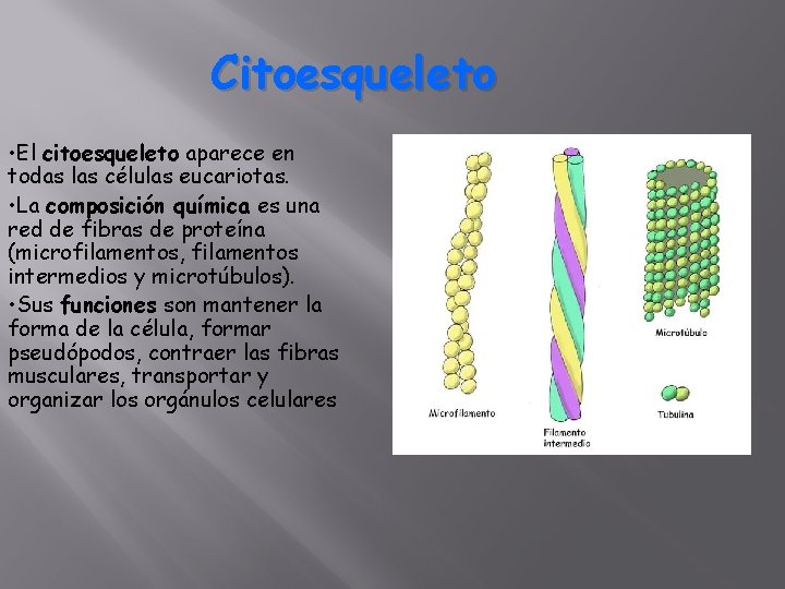 Citoesqueleto • El citoesqueleto aparece en todas las células eucariotas. • La composición química