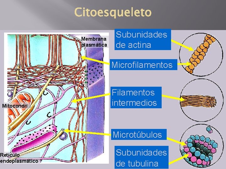 Membrana plasmática Subunidades de actina Microfilamentos Mitocondria Retículo endoplasmático Filamentos intermedios Microtúbulos Subunidades de