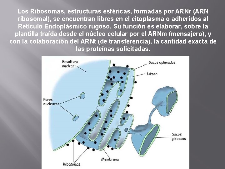 Los Ribosomas, estructuras esféricas, formadas por ARNr (ARN ribosomal), se encuentran libres en el