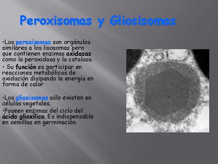 Peroxisomas y Gliosisomas • Los peroxisomas son orgánulos similares a los lisosomas pero que