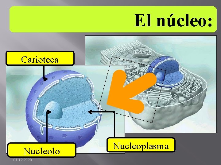 El núcleo: Carioteca Nucleolo 01/12/2020 Nucleoplasma 