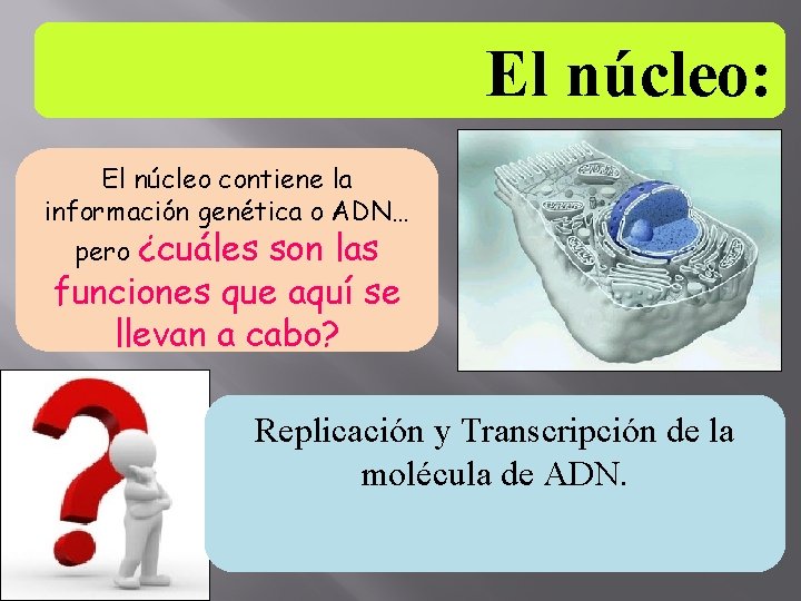 El núcleo: El núcleo contiene la información genética o ADN… ¿cuáles son las funciones