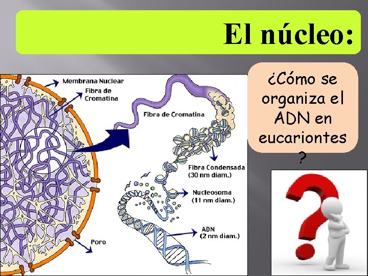 El núcleo: ¿Cómo se organiza el ADN en eucariontes ? 01/12/2020 