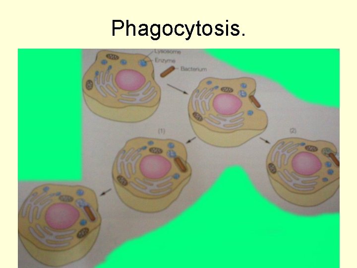 Phagocytosis. June 2013 White Cells 13 