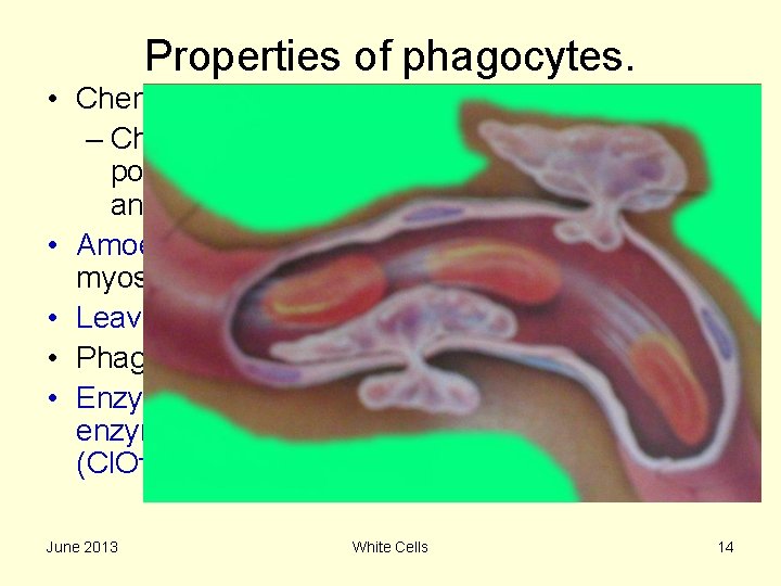 Properties of phagocytes. • Chemotaxis: – Chemical attraction by bacterial toxins, polysacharides, complements, antigenantibody