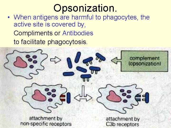 Opsonization. • When antigens are harmful to phagocytes, the active site is covered by,
