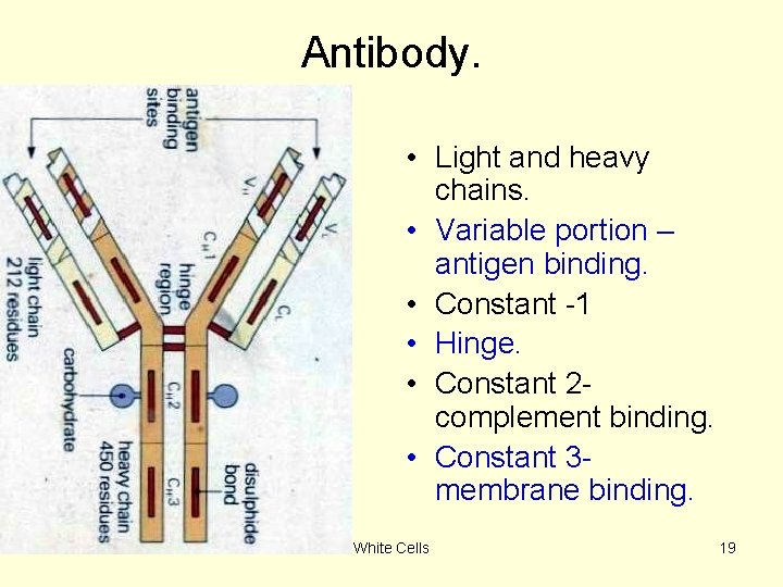Antibody. • Light and heavy chains. • Variable portion – antigen binding. • Constant