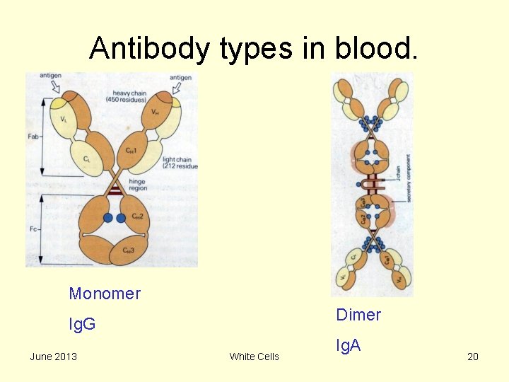 Antibody types in blood. Monomer Dimer Ig. G June 2013 White Cells Ig. A