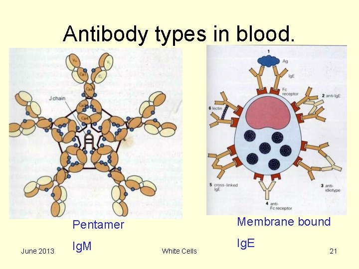 Antibody types in blood. Membrane bound Pentamer June 2013 Ig. M White Cells Ig.