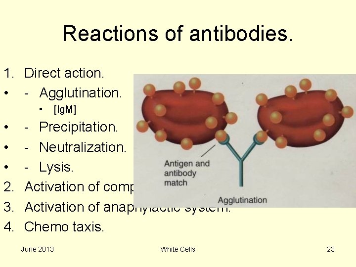 Reactions of antibodies. 1. Direct action. • - Agglutination. • • 2. 3. 4.