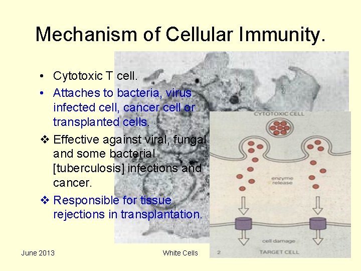 Mechanism of Cellular Immunity. • Cytotoxic T cell. • Attaches to bacteria, virus infected