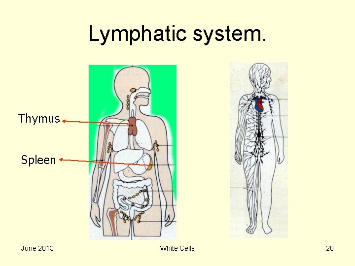 Lymphatic system. Thymus Spleen June 2013 White Cells 28 