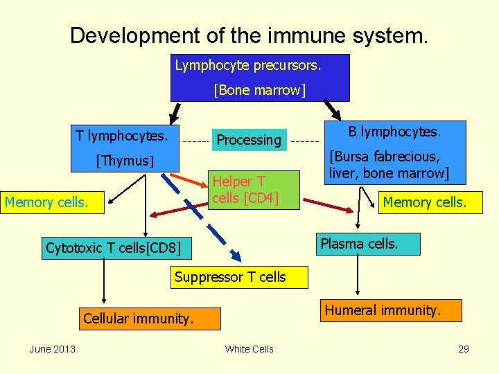 Development of the immune system. Lymphocyte precursors. [Bone marrow] T lymphocytes. Processing [Thymus] Helper