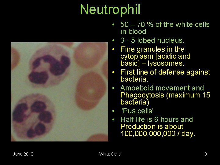 Neutrophil • 50 – 70 % of the white cells in blood. • 3