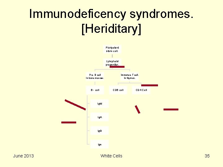 Immunodeficency syndromes. [Heriditary] Pluripotent stem cell. Lymphoid progenitor. Pre- B cell In bone marrow.