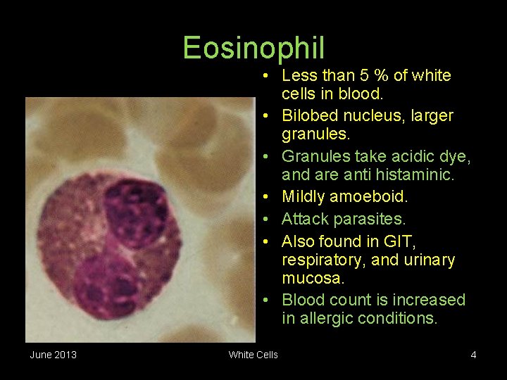 Eosinophil • Less than 5 % of white cells in blood. • Bilobed nucleus,