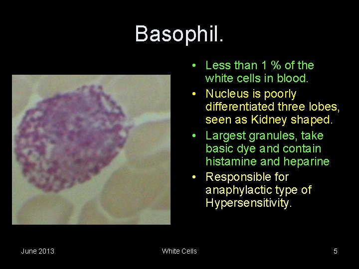 Basophil. • Less than 1 % of the white cells in blood. • Nucleus