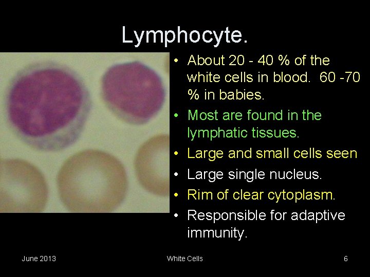 Lymphocyte. • About 20 - 40 % of the white cells in blood. 60