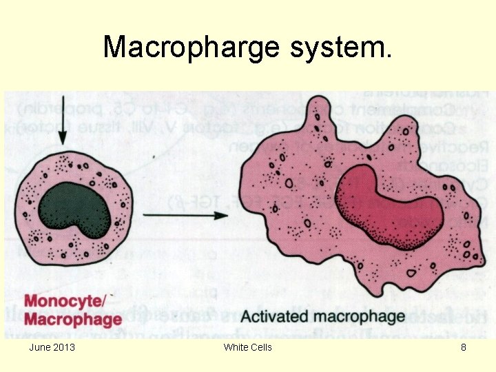 Macropharge system. • • • Kupffer cells in liver. Osteoclasts in bone. Alveolar cells