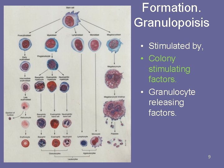 Formation. Granulopoisis • Stimulated by, • Colony stimulating factors. • Granulocyte releasing factors. June