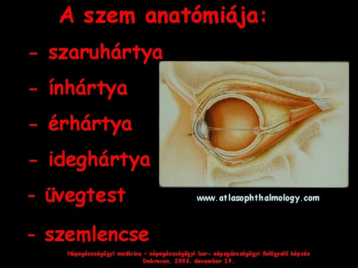 A szem anatómiája: - szaruhártya - ínhártya - érhártya - ideghártya - üvegtest www.