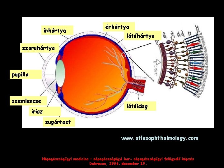 ínhártya érhártya látóhártya szaruhártya pupilla szemlencse látóideg írisz sugártest www. atlasophthalmology. com Népegészségügyi medicina