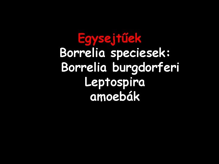Egysejtűek Borrelia speciesek: Borrelia burgdorferi Leptospira amoebák 